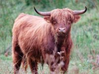 WATCH: Police Try to Lasso ‘Maggie’ the Runaway Highland Cow Who Escaped New York Farm