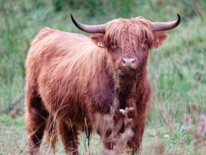 WATCH: Police Try to Lasso ‘Maggie’ the Runaway Highland Cow Who Escaped New York Farm