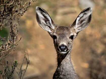 Catalina Island, CA - October 31: A mule deer fawn watches it's mother drink water at a fe