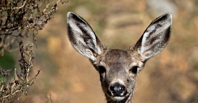 California Fish and Wildlife Using Armed 'Ground-Based Specialists' to Rid Catalina Island of Mule Deer
