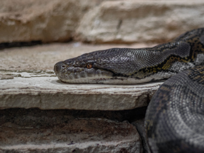 Python Hunters Catch Record 18 Foot Long Reticulated Python Strangling a Cat in Puerto Rico