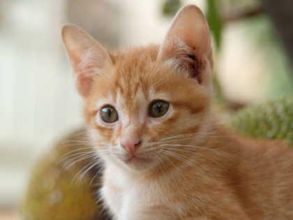 orange kitten