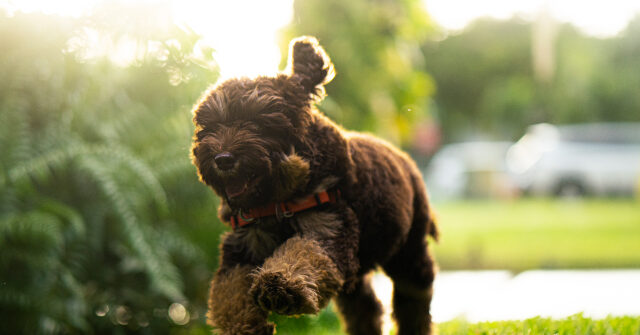 PHOTOS: Rescue Dog Alerts Man to Medical Emergency in Nick of Time