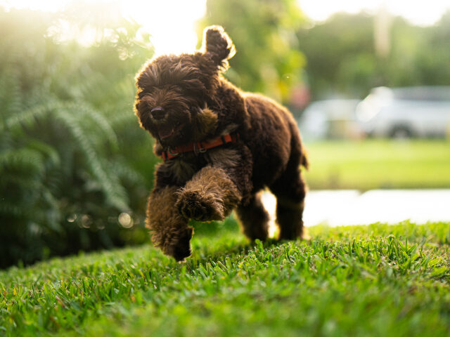 small brown furry dog