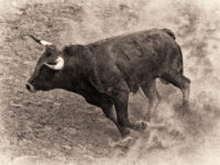 Bull Rider Killed After Being Tossed, Trampled in the Middle of Rodeo