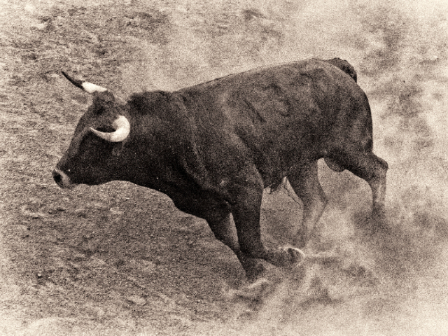 Bull Rider Killed After Being Tossed, Trampled in the Middle of Rodeo