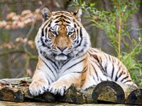 Zoo Confirms Tiger that Attacked, Killed Intruder Will Not Be Euthanised