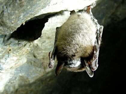 A Little brown bat with White Nose Syndrome hangs in the Greeley Mine in Vermont, U.S., on