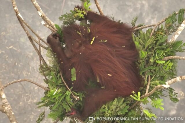 Nicknamed Novita, the ape shown in footage released by a conservation group is among dozen