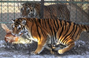 Zoo where Siberian tiger mauled mentally-ill man to death reopens