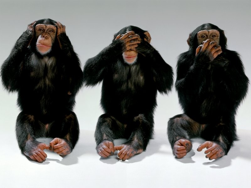 wildlife-monkeys-hear-no-evil-see-no-evil-speak-no-evil