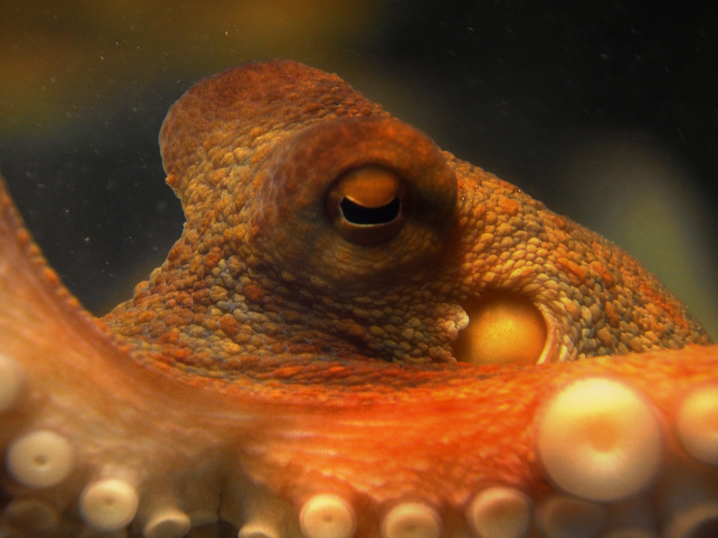 BH Interview: 'Life and Times of Paul the Psychic Octopus' Director Hails Late, Great Twitter Icon