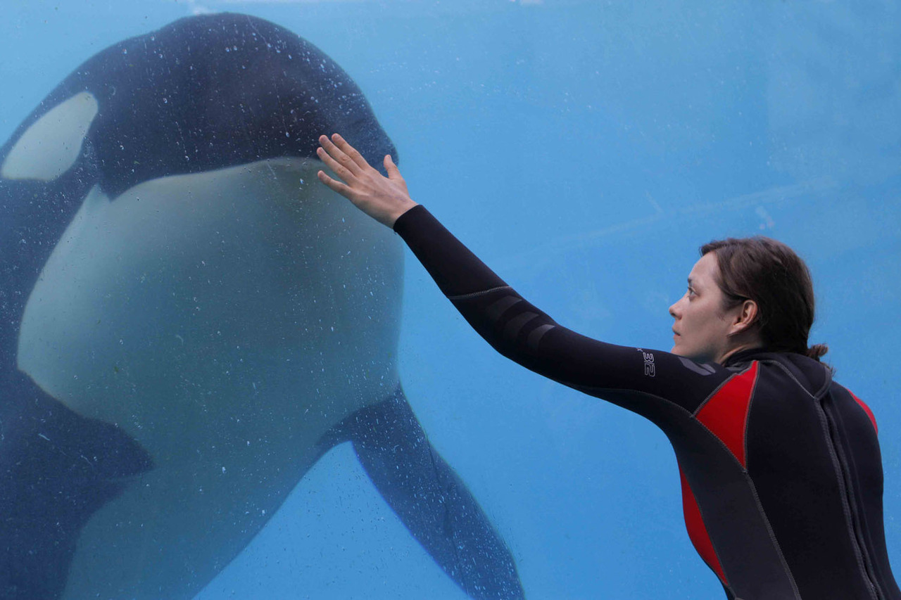 'Rust and Bone' Review: Gritty French Drama Drien by Great Performances