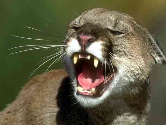 Authorities Hunt Mountain Lion that Attacked 6-Year-Old Near Silicon Valley