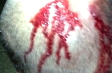 Obama Team George Zimmermans Mitt Romney