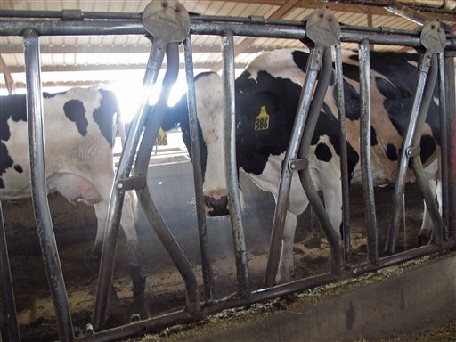 Calif Dairies Going Broke Due to Feed, Milk Prices