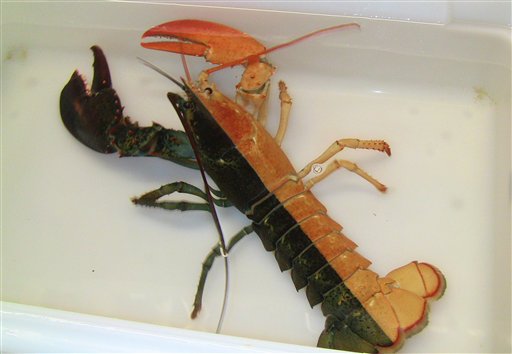 Halloween-Colored Lobster Caught off Mass. Coast