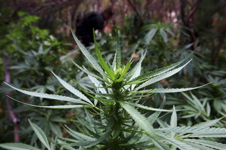 Colorado Becomes First State to Legalize Recreational Pot