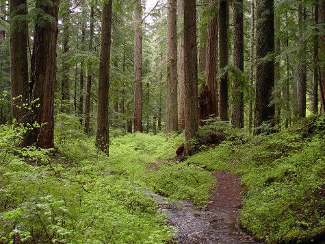 LEED Refuses to Change Ratings While American Forests Are Devalued
