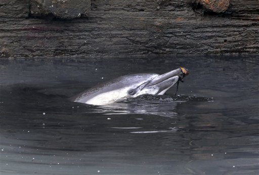 Wayward Dolphin Dies in Polluted NYC Canal