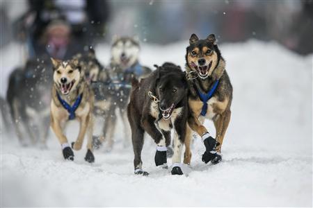 Iditarod Race Starts with Songs, Blessings and Hopes of Victory