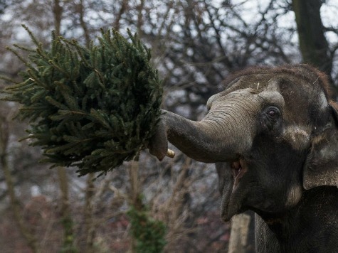 Feds Waste $3.8 Million to 'Decrease Human-Elephant Conflict'