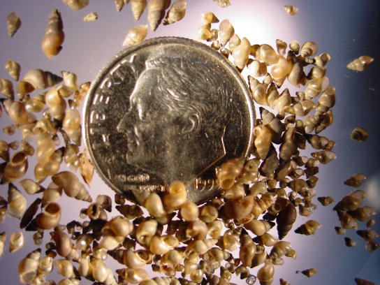 Feds Award Million-Dollar Grant to Study Sex Habits of Mud Snails