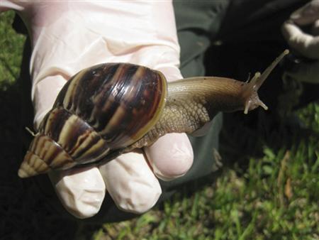Florida Battles Slimy Invasion by Giant Snails