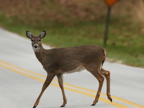 Deer Smashes PA Bus Windshield, Takes Short Ride