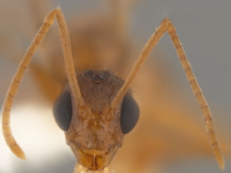 'Crazy' Ants Spread Through Southeast U.S.