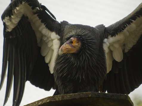 Residents Helpless as Endangered Condors Invade CA Town