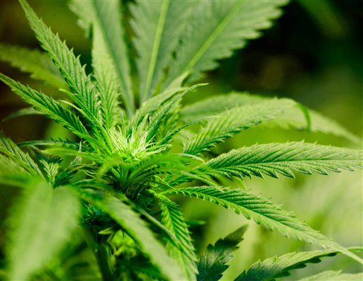Marijuana Legalization Goes Mainstream
