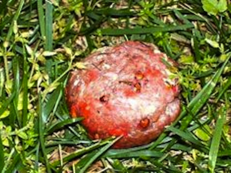 San Francisco Police Warn Dog Owners of Poisoned Meatballs on Streets