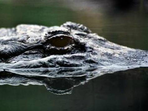 Florida Teen Who Fought Alligator Considers Joining Marines