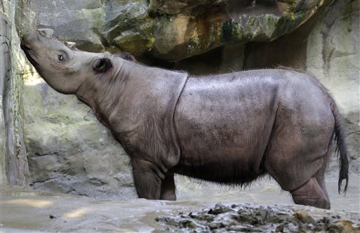 Ohio Zoo Tries to Mate Rhino Siblings