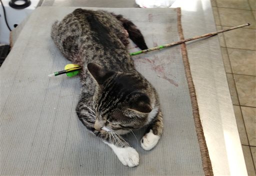 Cat Found in NY with Arrow Shot Through Abdomen