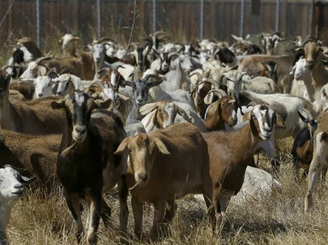 $10,000 Worth of Goats Stolen from Hawaii Farm