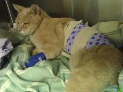 Cat Mayor Recovering from Dog Attack