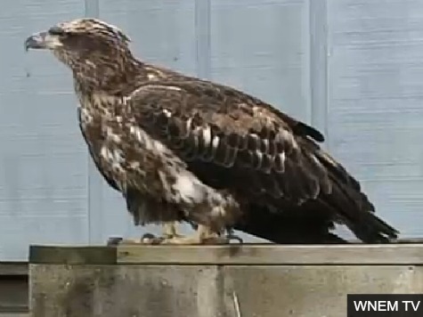 Bald Eagle Attacks Pets in Michigan Neighborhood