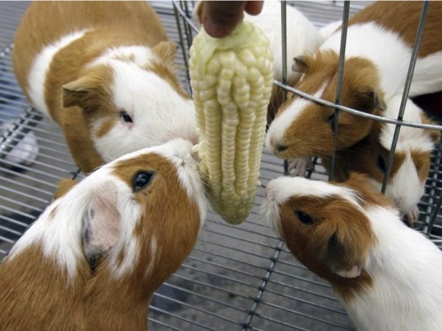 Tainted Guinea Pig Meat Caused Salmonella Outbreak