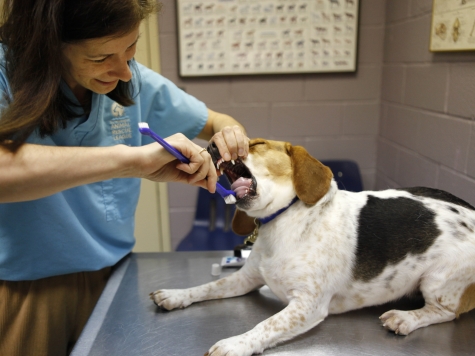 CO Man's Dog Gets Insurance via Obamacare