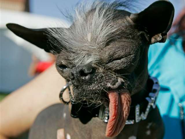World's Ugliest Dog DEAD
