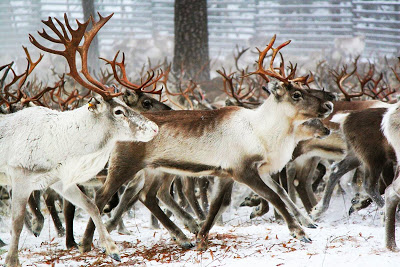 Left Attacks Rep. Steve King for Eating 'Sustainable' Reindeer