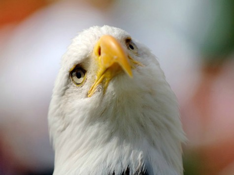 27 Eagle Deaths in Utah Caused by West Nile Virus