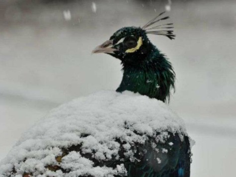 Peacock Freezes to Tree After Chicago Zoo Escape