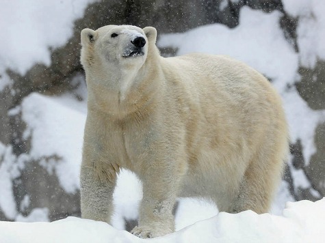 It's Even Too Cold for Polar Bears in Chicago