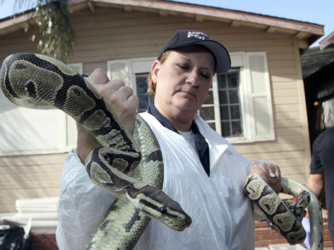 Hundreds of Living, Dead Pythons Found in Home