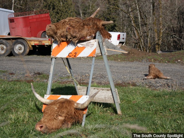 Severed cow heads along Oregon road not for everyone