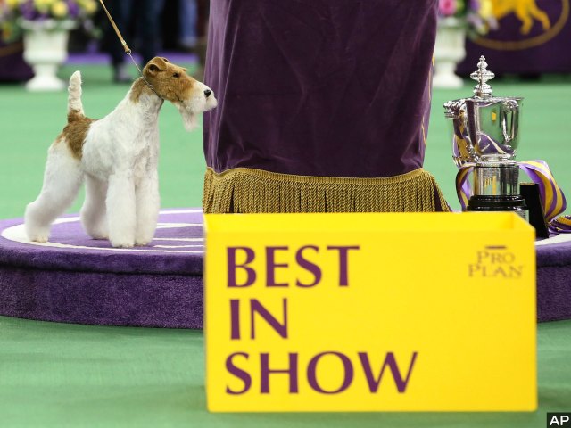 Wire Fox Terrier Wins Best in Show at Westminster Dog Competition