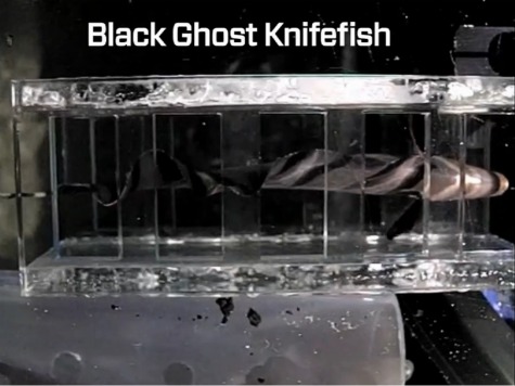 Amazon Electric Fish Inspires Underwater Robot Designs